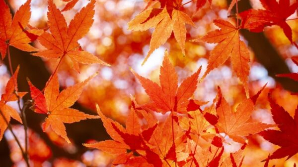 温暖化による紅葉への影響は？｜変化する日本の秋の景色